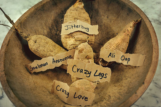 The tubers are the most nutritious and substantial part of the plant; they are safe to eat raw or cooked. Over the years, dahlia growers have focused their efforts on creating varieties with brilliant colors and forms, often disregarding tuber quality.